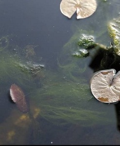 Controlling algae