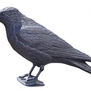Raven sitting