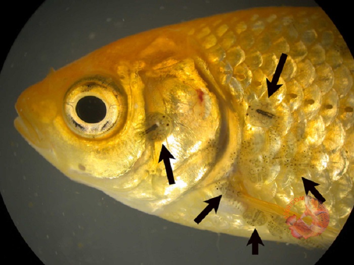 Các loại bệnh thường gặp ở cá Koi